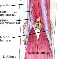 What is the tendon behind the knee called?