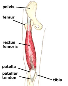 Biceps Femoris Origin