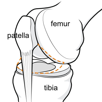 anterior compartment of knee
