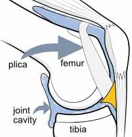 medial plica of the knee