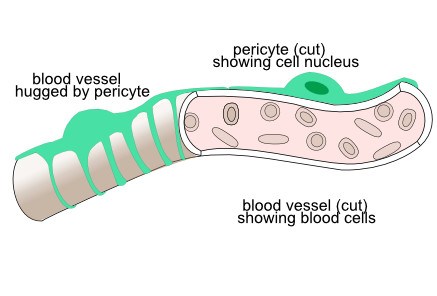 blood vessel with pericyte