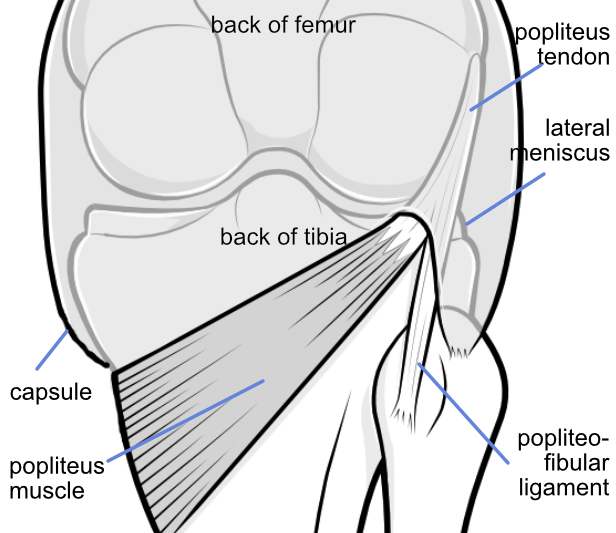 postero-lateral corner of the knee