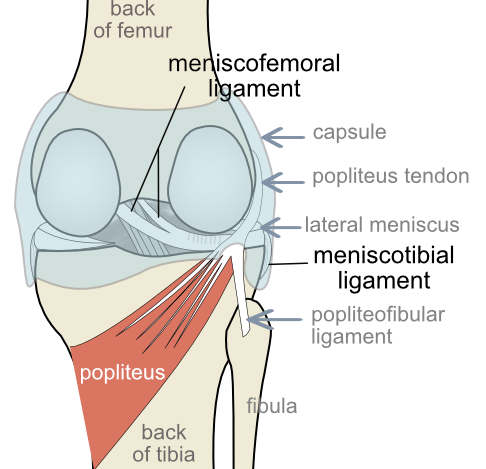 meniscotibial and meniscofemoral ligaments