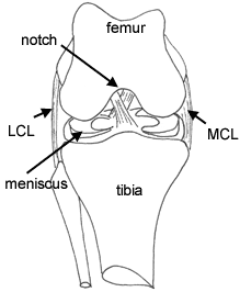 ligaments of the knee