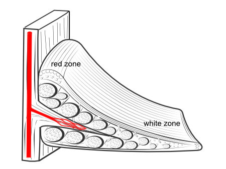 blood supply of the meniscus