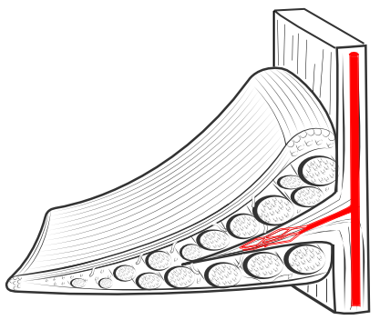 blood supply of meniscus