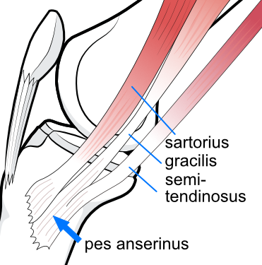 pes tendons