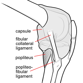 PLC or posterolateral corner of the knee