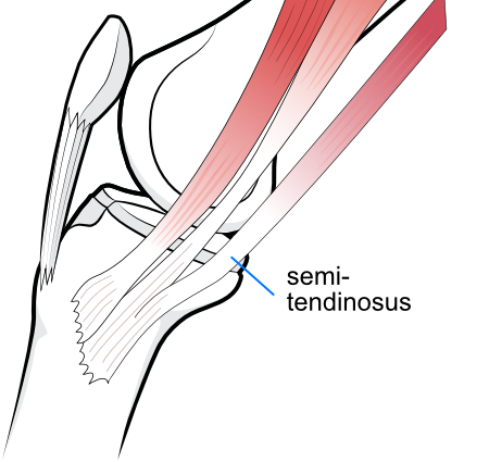 the hamstrings tendons